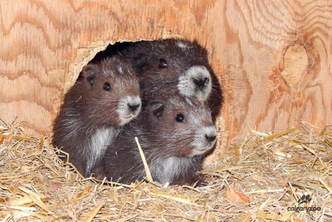 MarmotPups2015-2WM