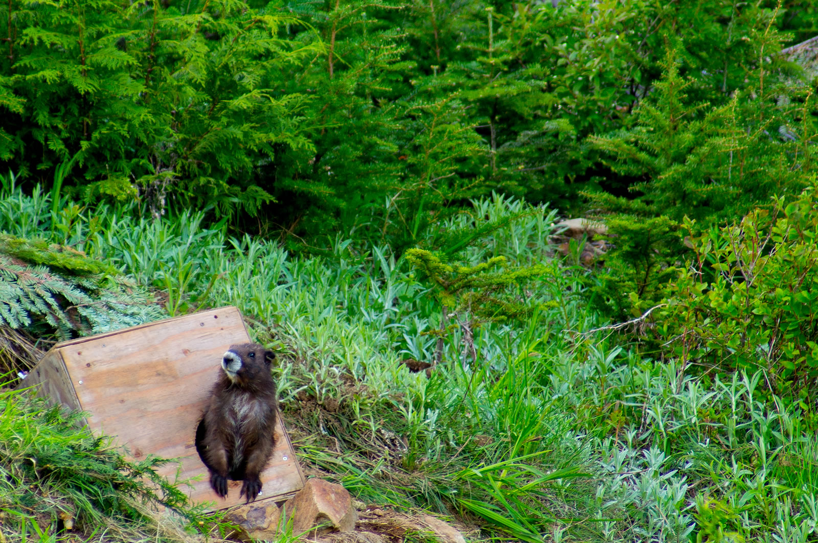 marmots, mt washington 031-Editsm