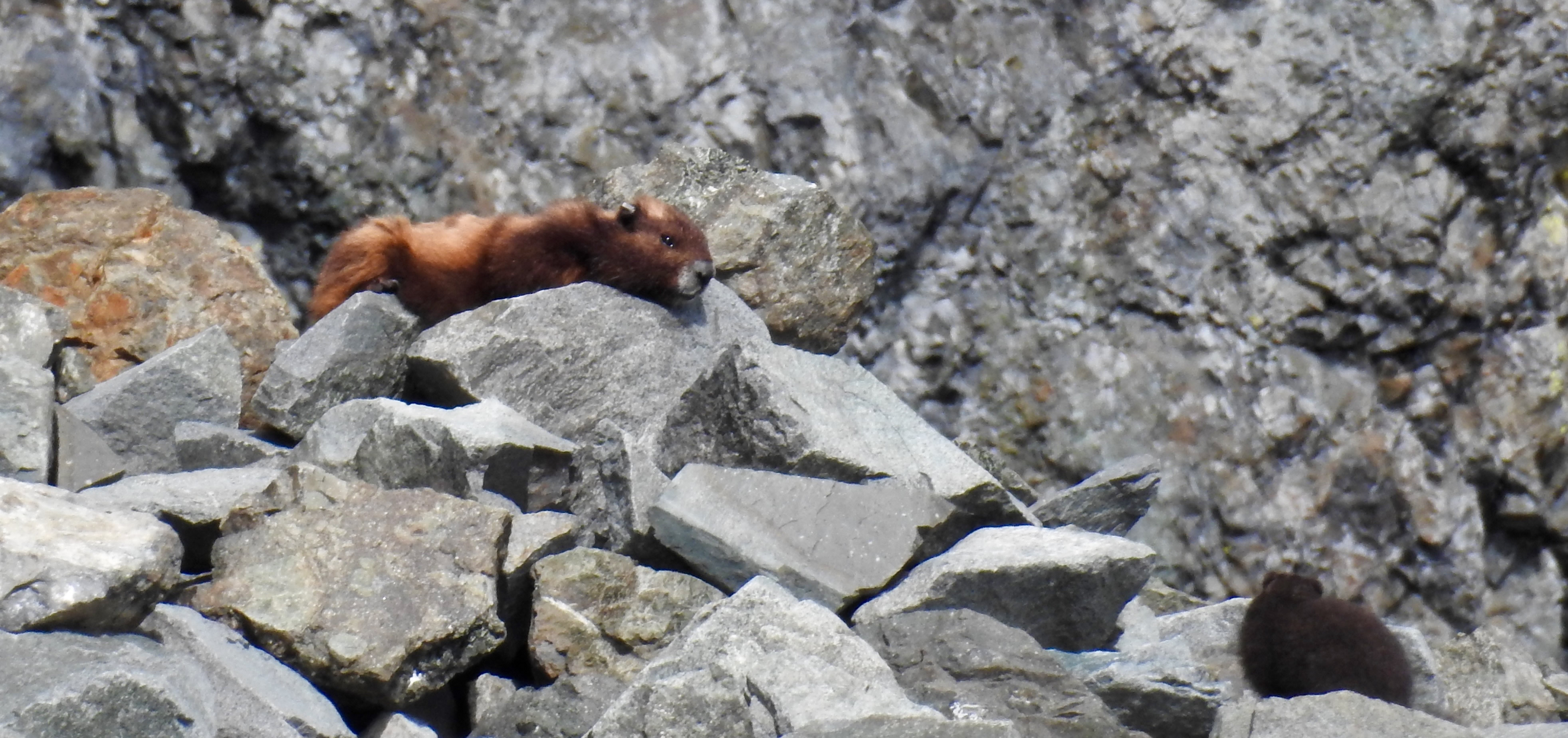2016_Sunrise_July14_JC_10_BoulderField_UnknownMarmotwithPup