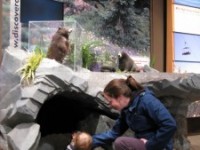 Comox Valley Visitor’s Centre Features Rarest Marmot In The World!