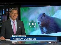 Vancouver Island marmots on CTV