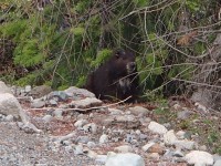 Vancouver Island marmots are on the move