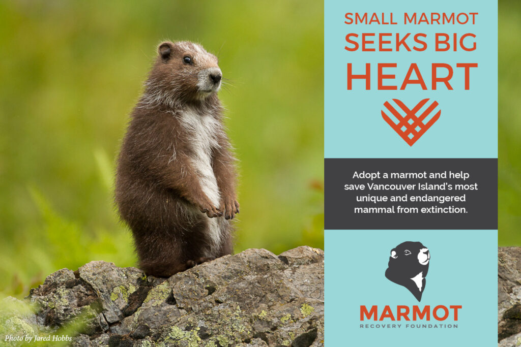 Adam Taylor – Page 3 – The Vancouver Island Marmot Recovery Foundation
